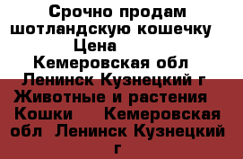 Срочно продам шотландскую кошечку. › Цена ­ 500 - Кемеровская обл., Ленинск-Кузнецкий г. Животные и растения » Кошки   . Кемеровская обл.,Ленинск-Кузнецкий г.
